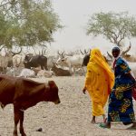 CPED Policy Brief Series 2023 No.1: Knowledge Transfer and Brokerage with Policymakers on the Empowerment of Women in Pastoralism and Agriculture in Nigeria’s Sahel Region