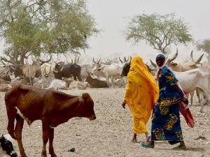 Read more about the article CPED Policy Brief Series 2023 No.1: Knowledge Transfer and Brokerage with Policymakers on the Empowerment of Women in Pastoralism and Agriculture in Nigeria’s Sahel Region
