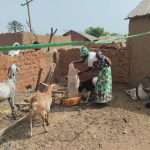 FEEDING OTHERS BUT HUNGRY: THE IRONIC STORY OF PASTORALIST IN NIGERIA